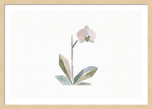 Orchid In Soft Hues