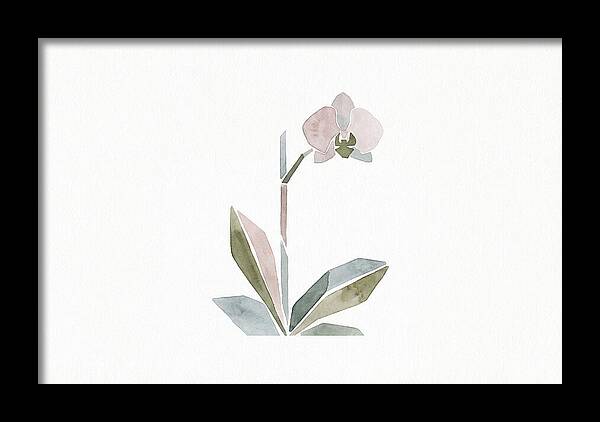 Orchid In Soft Hues