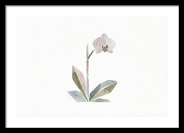 Orchid In Soft Hues