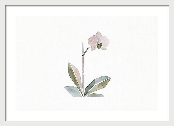 Orchid In Soft Hues