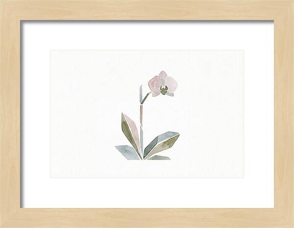 Orchid In Soft Hues