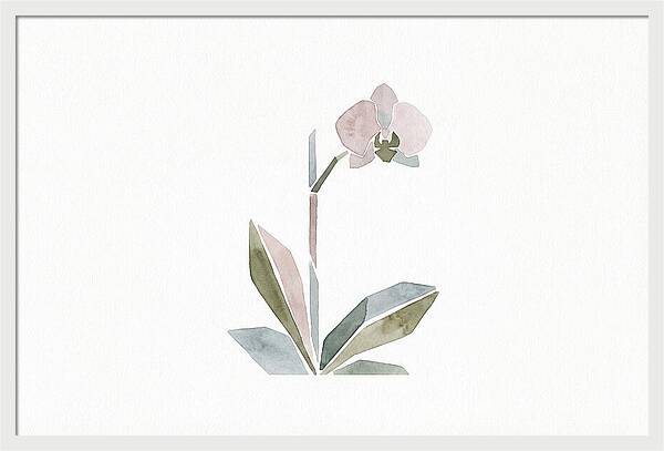 Orchid In Soft Hues