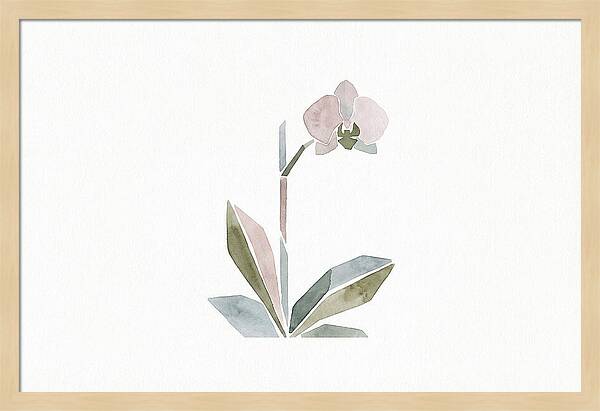 Orchid In Soft Hues
