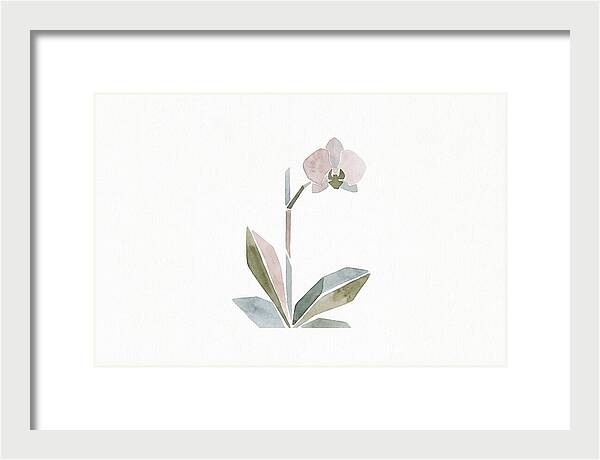 Orchid In Soft Hues