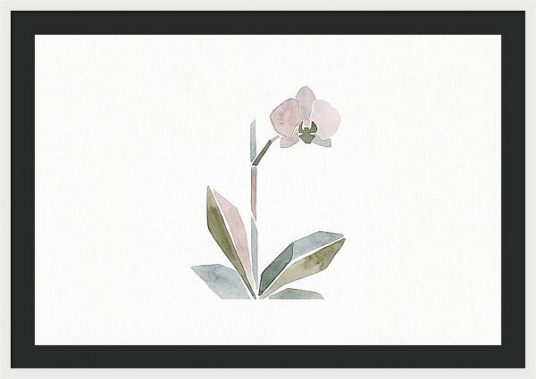 Orchid In Soft Hues