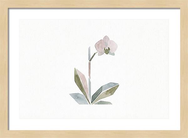 Orchid In Soft Hues
