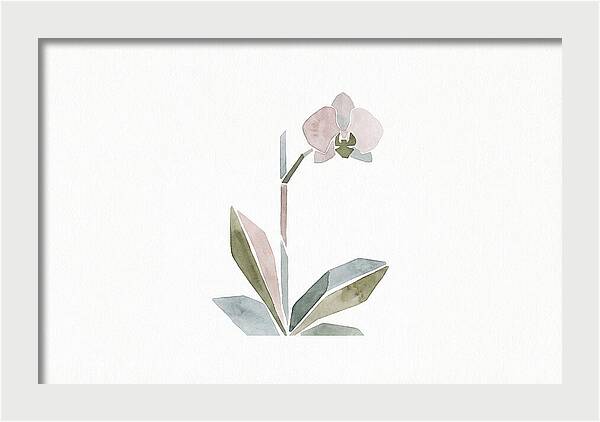 Orchid In Soft Hues