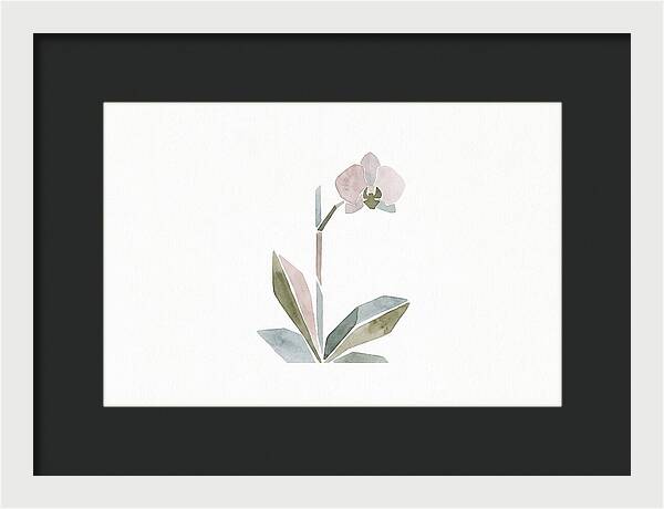 Orchid In Soft Hues