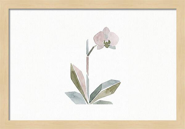 Orchid In Soft Hues