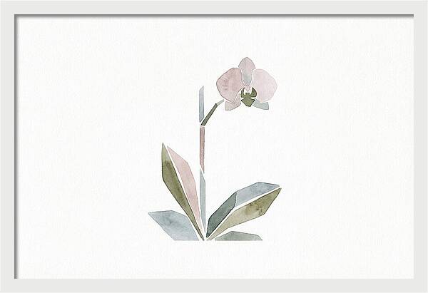 Orchid In Soft Hues