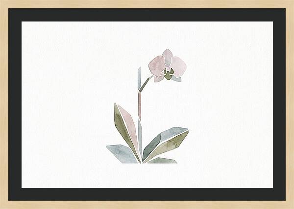 Orchid In Soft Hues