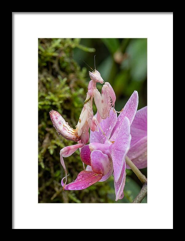 Orchid Mantis Among Blossoms