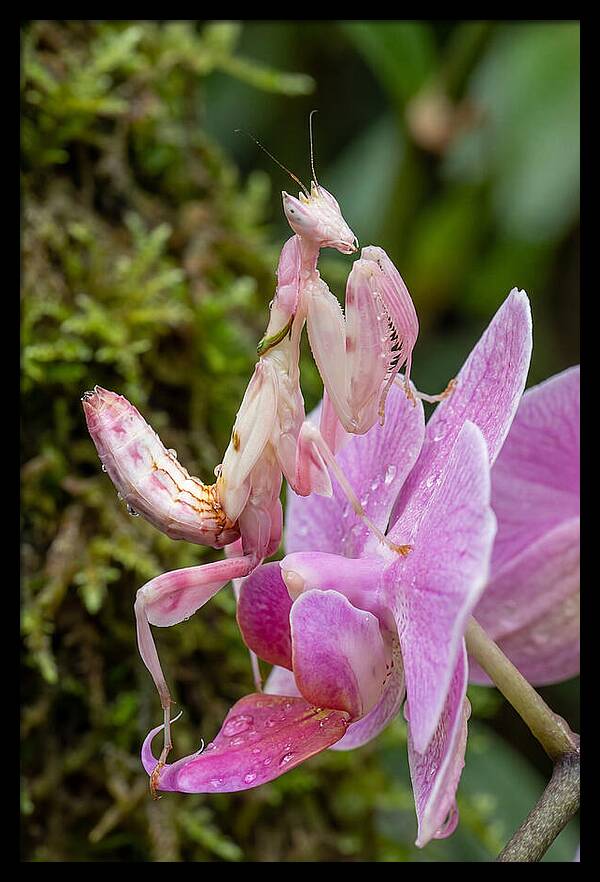 Orchid Mantis Among Blossoms