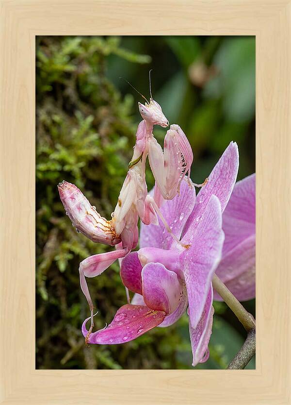 Orchid Mantis Among Blossoms
