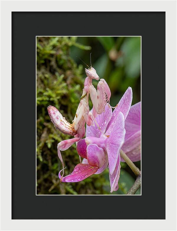 Orchid Mantis Among Blossoms