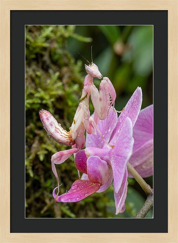 Orchid Mantis Among Blossoms