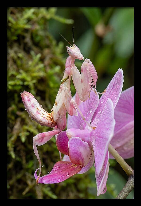 Orchid Mantis Among Blossoms