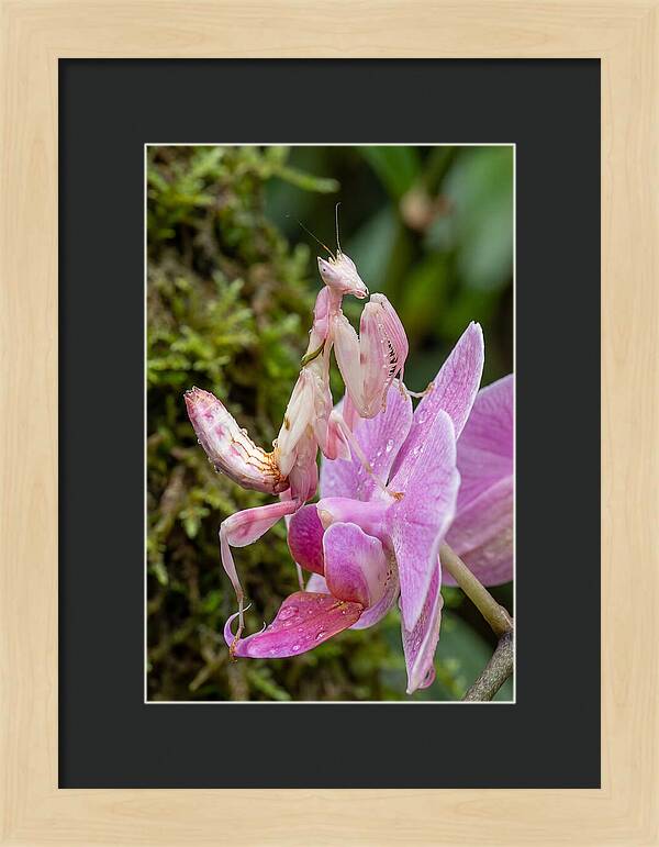 Orchid Mantis Among Blossoms