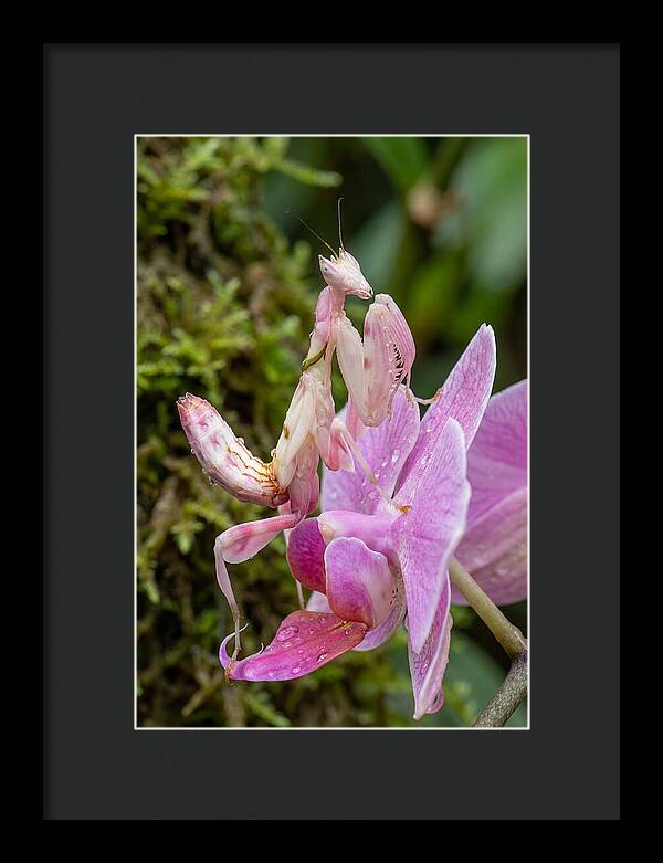 Orchid Mantis Among Blossoms