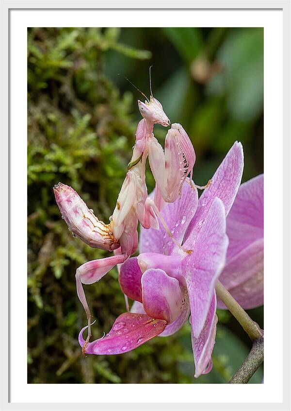 Orchid Mantis Among Blossoms