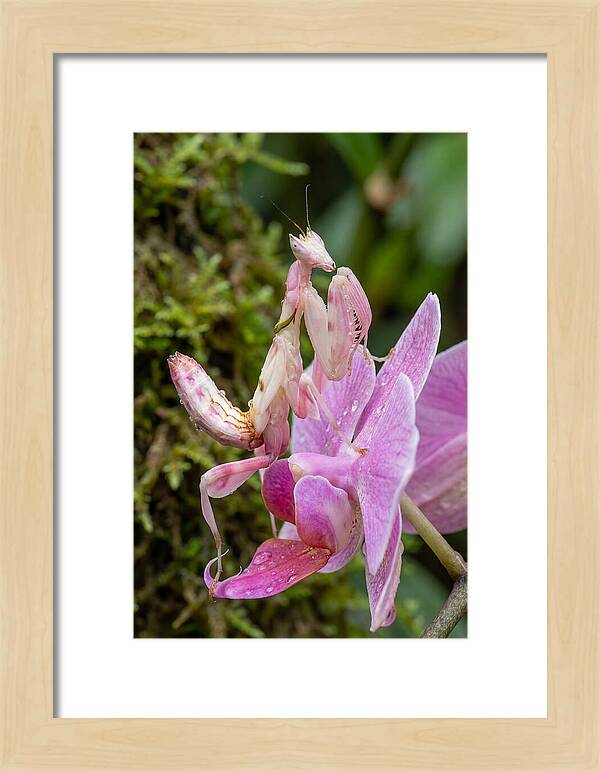 Orchid Mantis Among Blossoms