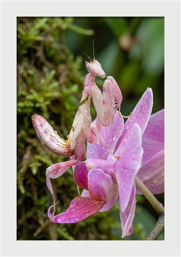Orchid Mantis Among Blossoms