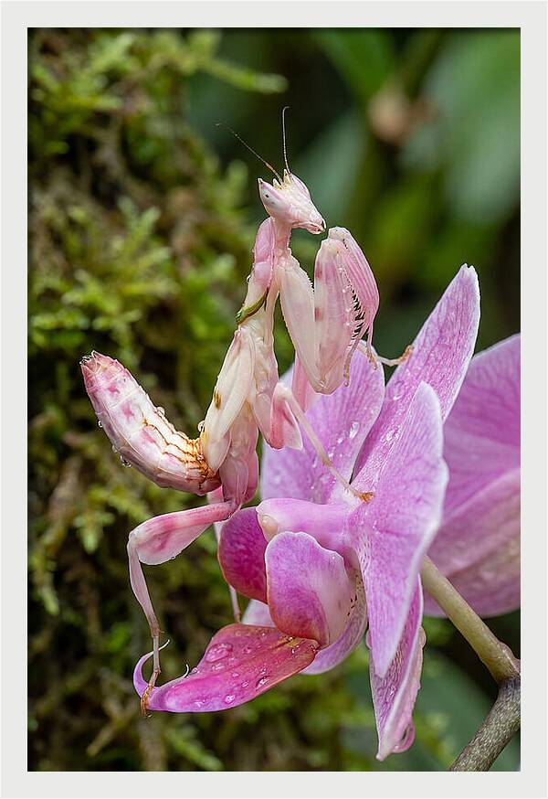 Orchid Mantis Among Blossoms