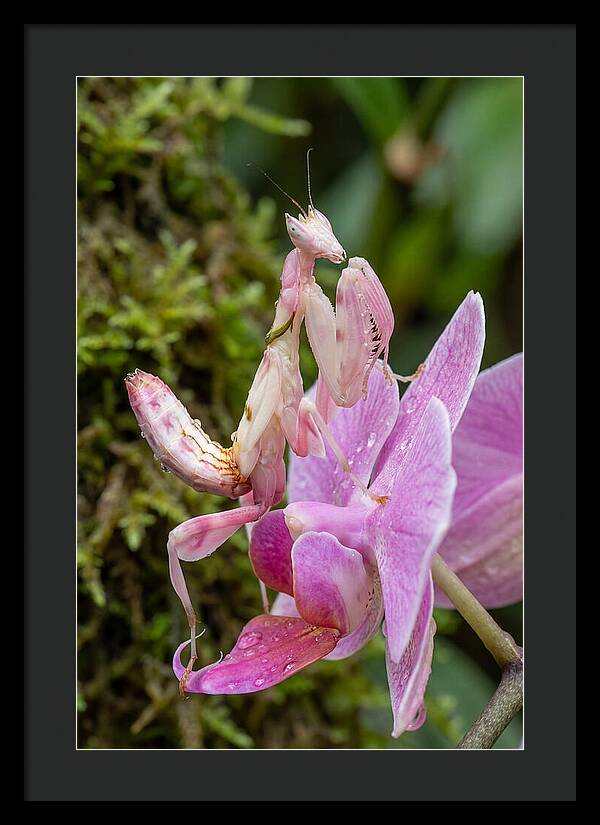Orchid Mantis Among Blossoms
