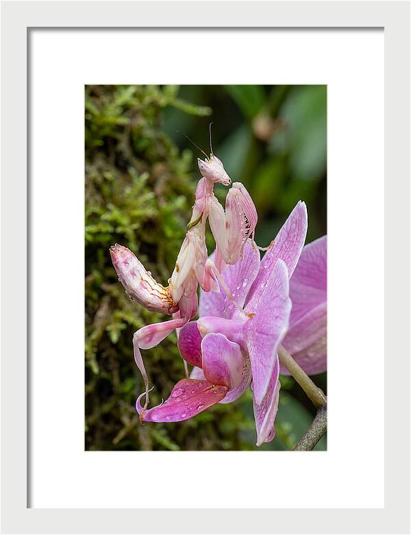 Orchid Mantis Among Blossoms