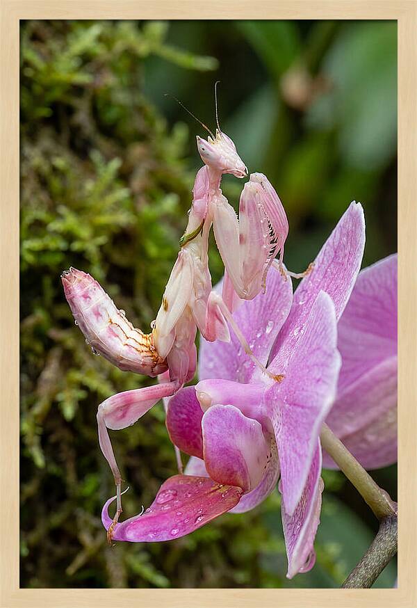 Orchid Mantis Among Blossoms