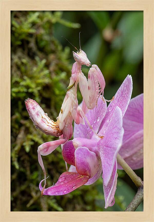 Orchid Mantis Among Blossoms