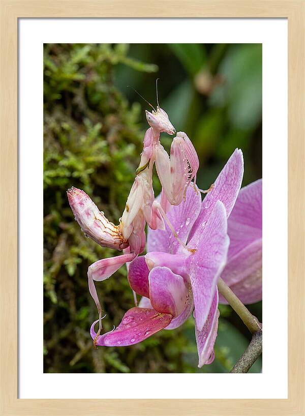 Orchid Mantis Among Blossoms