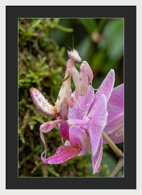 Orchid Mantis Among Blossoms