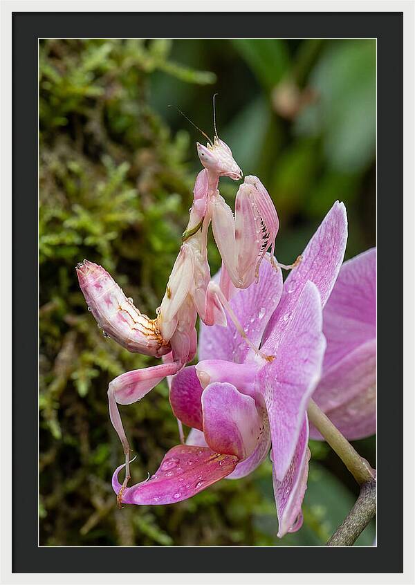 Orchid Mantis Among Blossoms