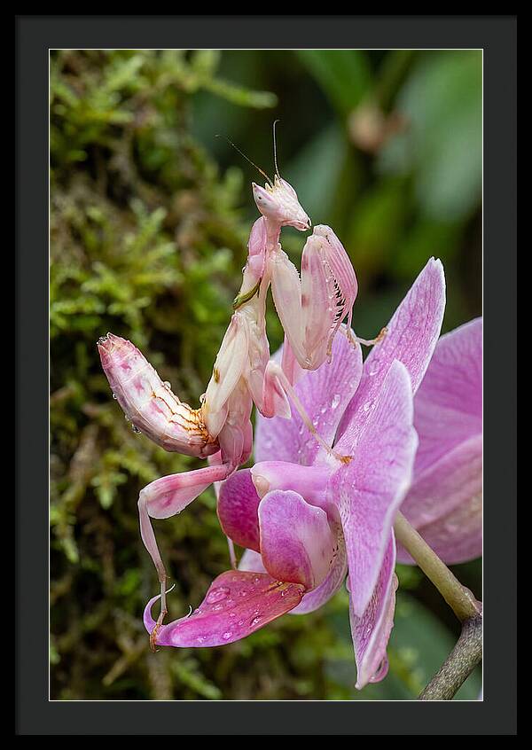 Orchid Mantis Among Blossoms