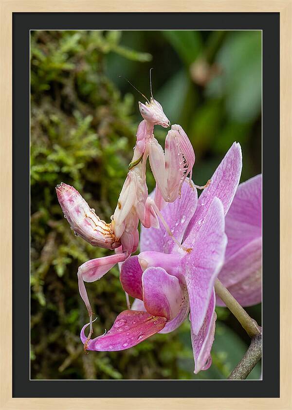 Orchid Mantis Among Blossoms