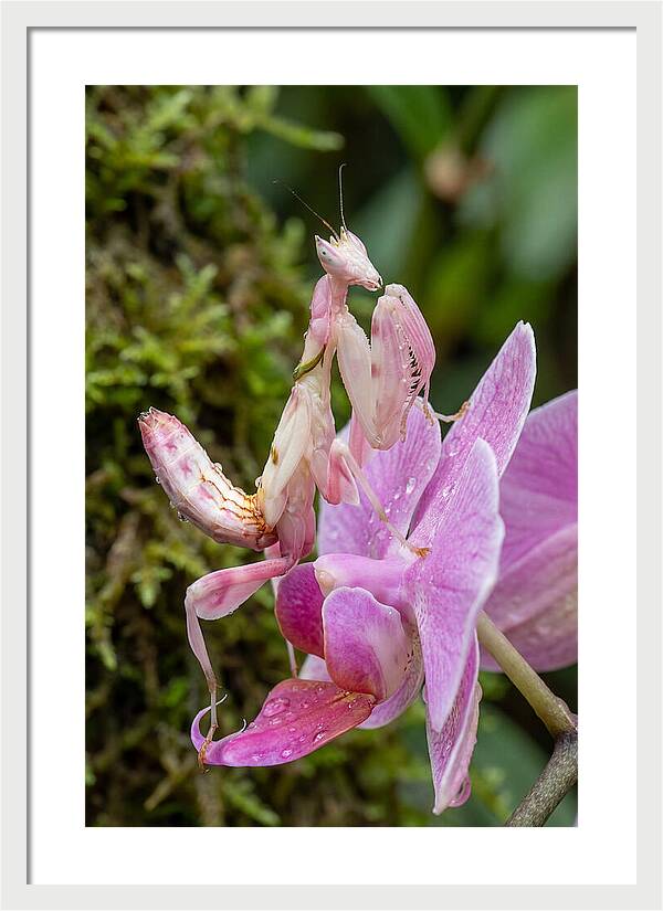 Orchid Mantis Among Blossoms