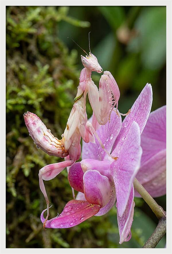 Orchid Mantis Among Blossoms