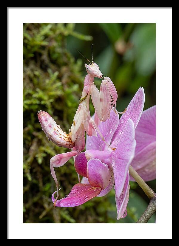 Orchid Mantis Among Blossoms
