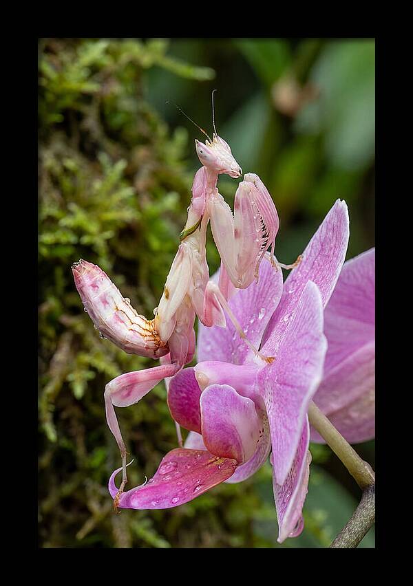 Orchid Mantis Among Blossoms