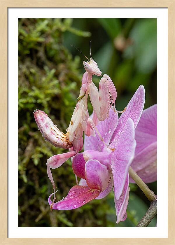 Orchid Mantis Among Blossoms