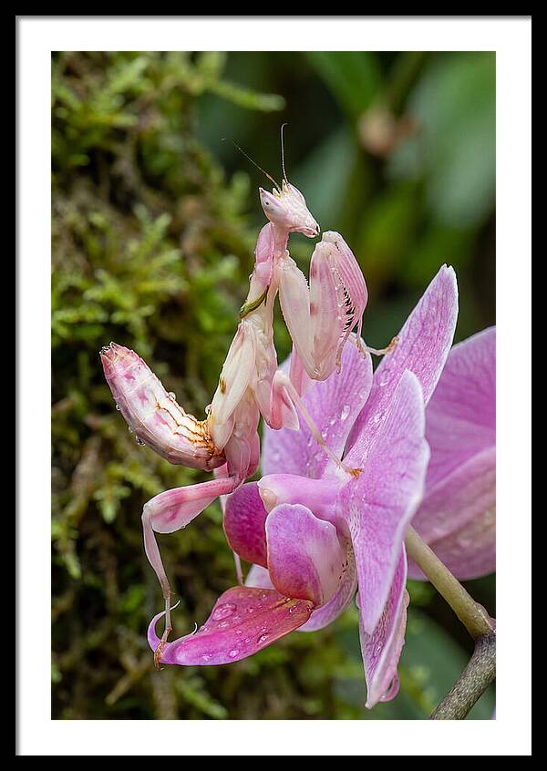 Orchid Mantis Among Blossoms