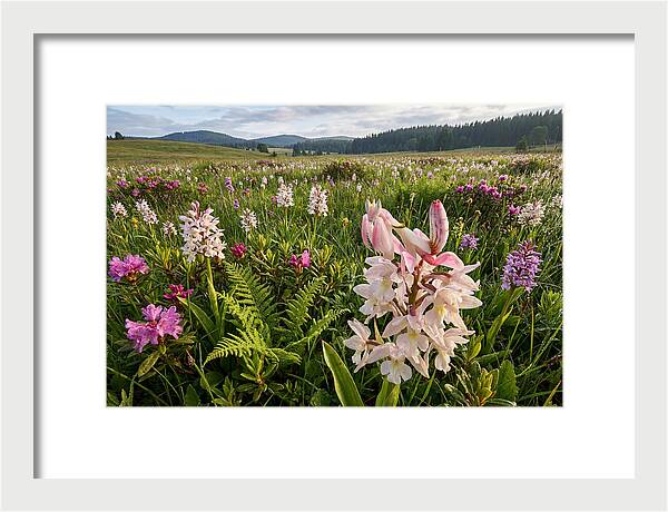 Orchid Mantis In Bloom