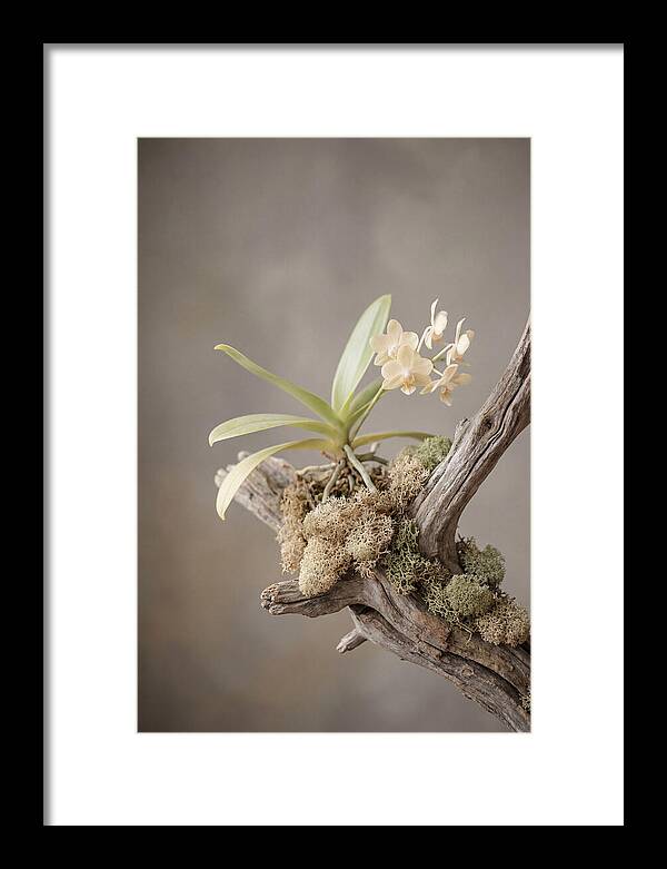 Orchid On Driftwood Mount