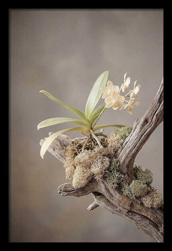 Orchid On Driftwood Mount