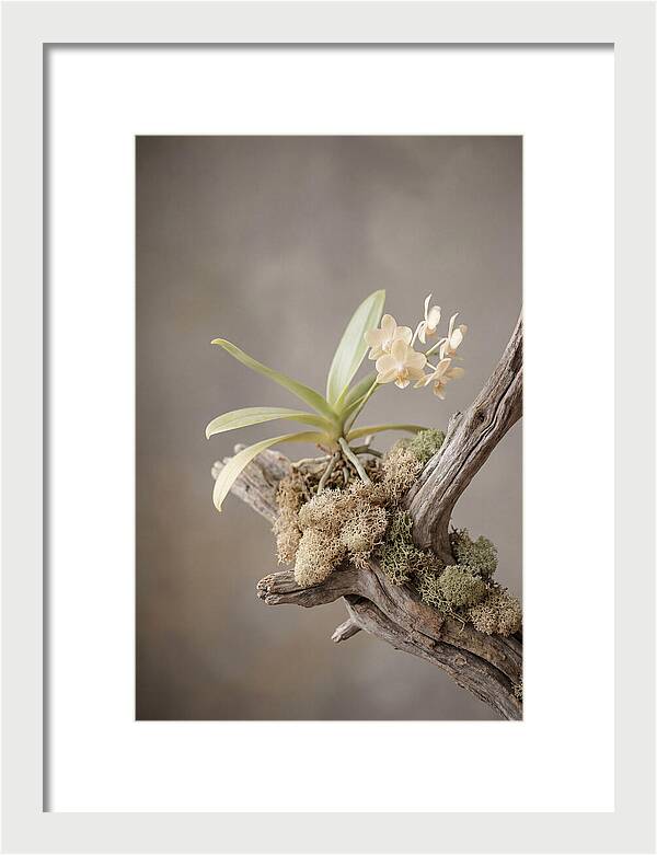 Orchid On Driftwood Mount