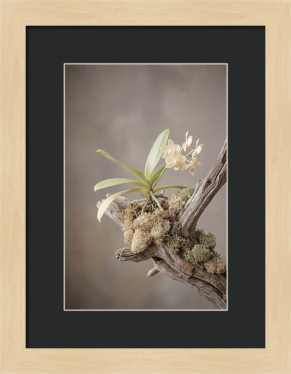 Orchid On Driftwood Mount