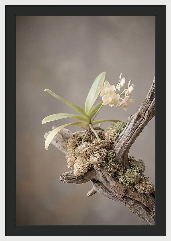 Orchid On Driftwood Mount