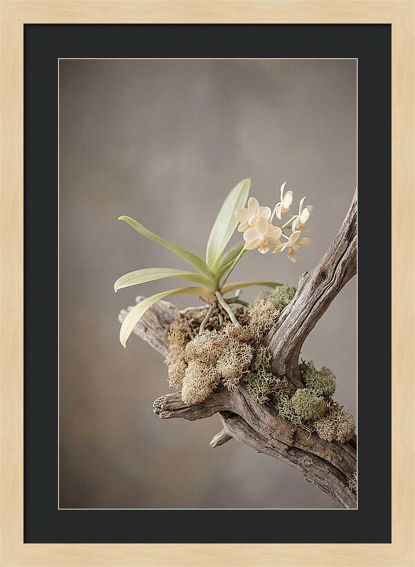 Orchid On Driftwood Mount