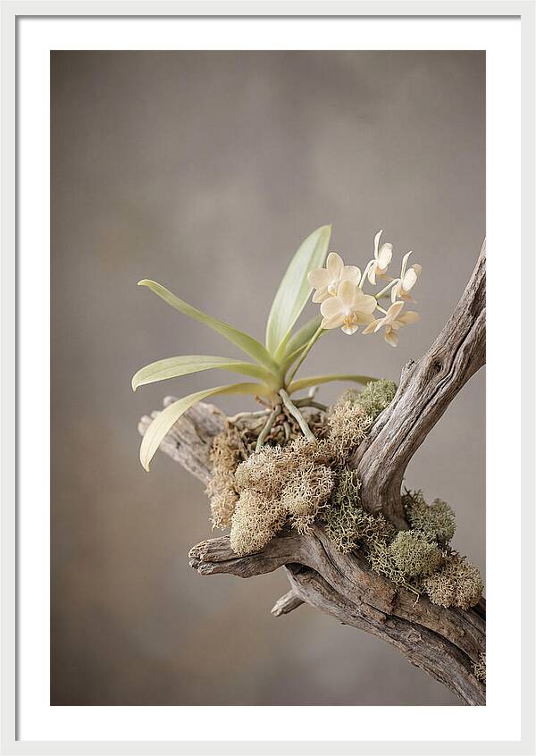Orchid On Driftwood Mount